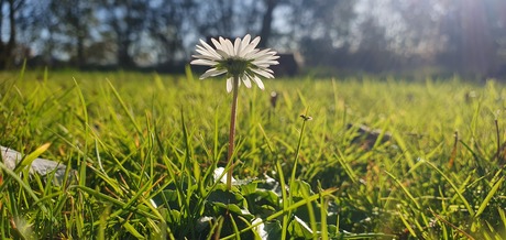 Madaliefje in de zon