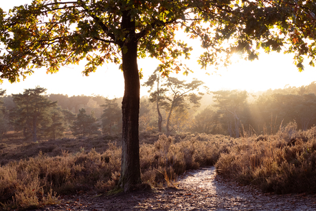 Herfst