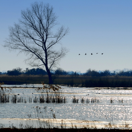 Rivier en licht