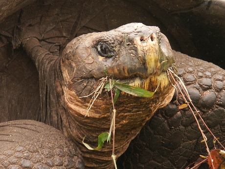 Schildpad van zeer dichtbij