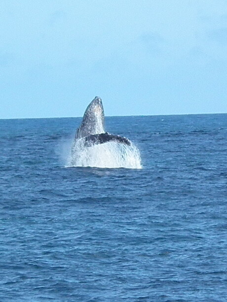 humpback whale