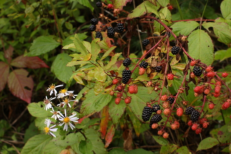 Blackberries