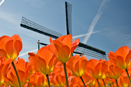 achterlijk persoon harpoen overdrijving Typisch Holland, oranje, tulpen en molen. - foto van hans3senzlnlxekzwa -  Natuur - Zoom.nl