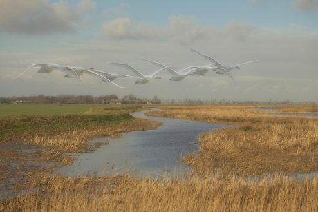 Zwanen boven de Gaast