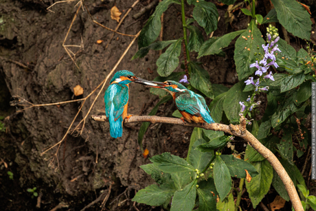 Balts ritueel tussen twee ijsvogels