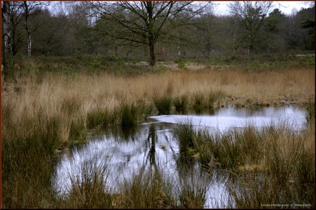 Grote Heide (2)