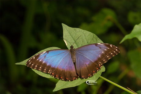 Blauwe morpho