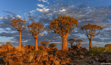  Quiver Trees