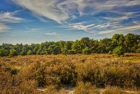 Kalmthoutse Heide 