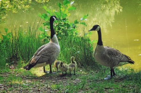 Lente