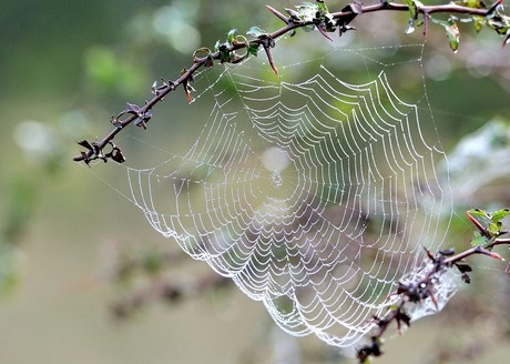 spinneweb