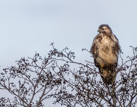 Buizerd