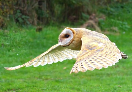 Kerkuil in de vlucht