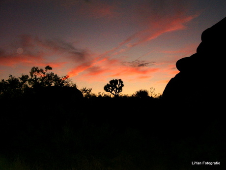 Joshua Tree