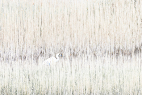 Kleine zilverreiger