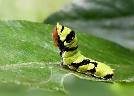 Papilio Demodocus