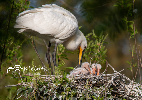 baby's lepelaars in Arboretum-Heempark Delft .
