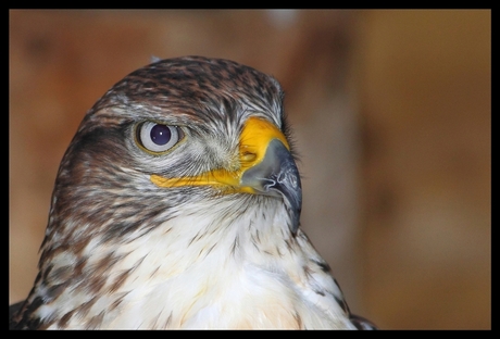 Buizerd