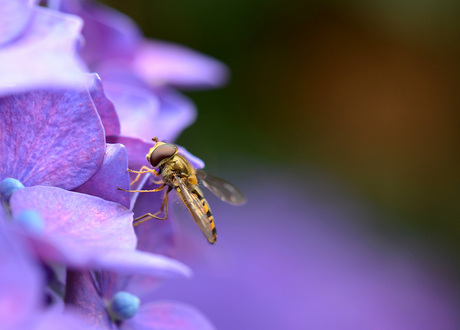 Hortensia heeft bezoek...