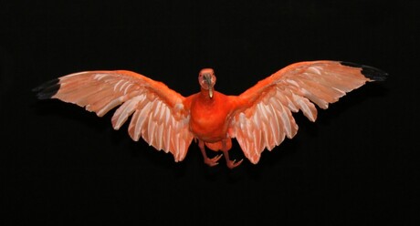 Vliegende Rode ibis