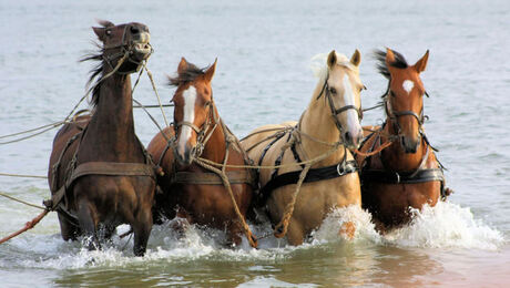 Paarden reddingsboot Hollum (Ameland)