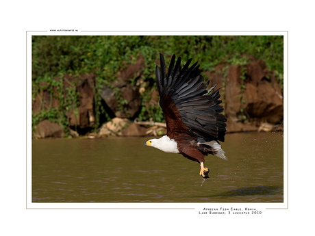 African Fish Eagle , Kenia