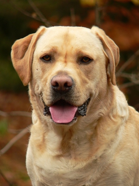 Marley in het bos