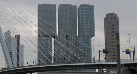 Erasmusbrug Rotterdam.jpg