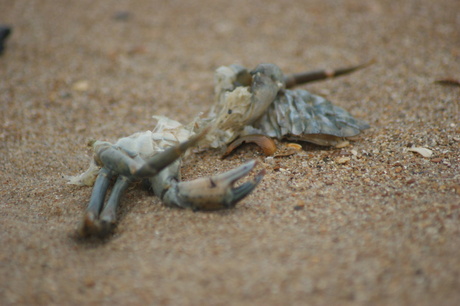 Dode krab op strand
