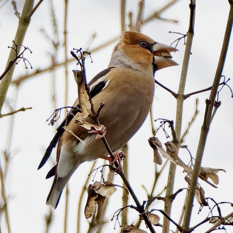 Appelvink smult van de esdoornzaadjes