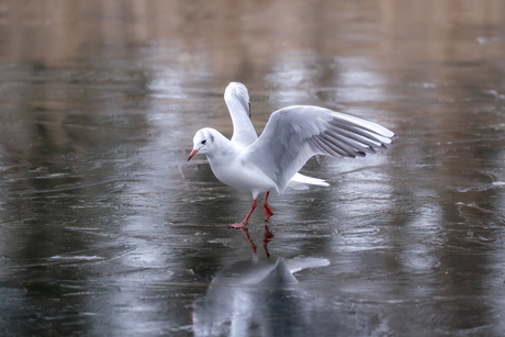 Kokmeeuw begeeft zich op glas ijs.
