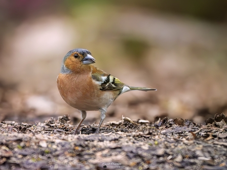 Een gewone dag voor de vink.