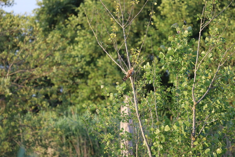 Vogelfotografie