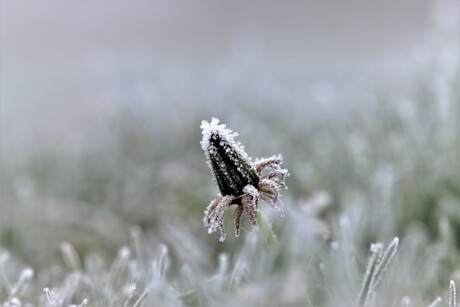 paardenbloem