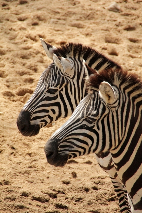 zebra duo