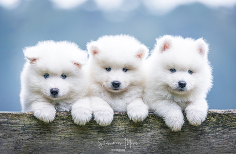 Drie kleine ijsbeertjes