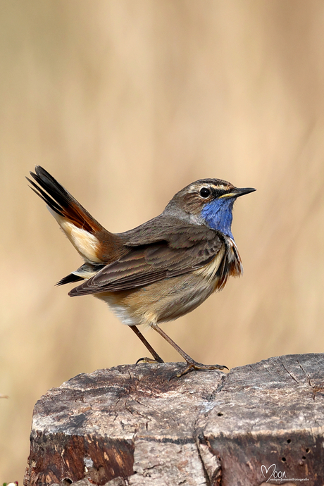 Blauwborst