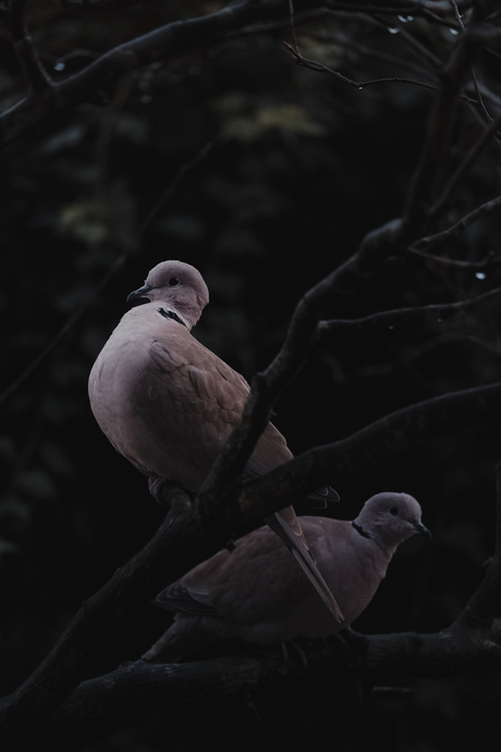 Pigeons