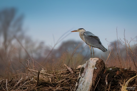 Blauwe reiger (Ardea cinerea).