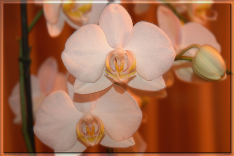 Orchidee