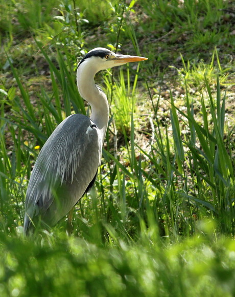 reiger