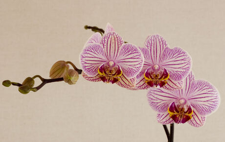 Orchidee!!