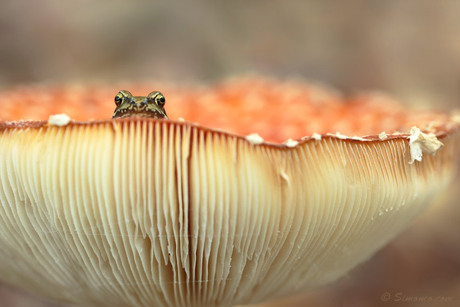 Op een grote paddenstoel