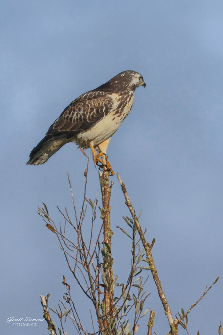 Buizerd