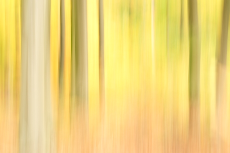 colours of the forrest