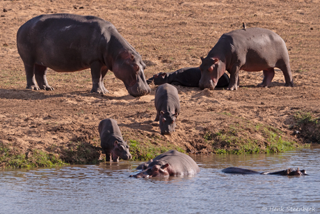 Hippo familie gaat zwemmen