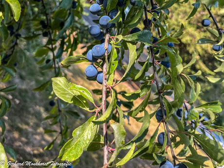 Pruimen die op bessen lijken