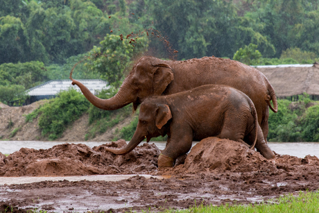 Elephant nature park - Thailand