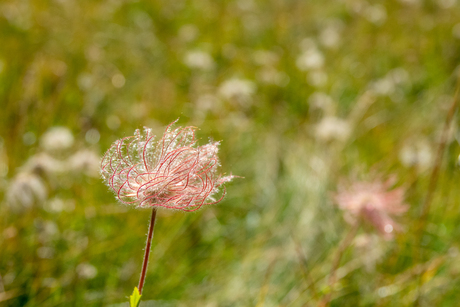 Bloem op de berg