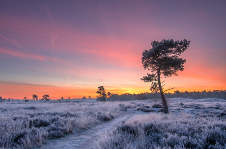 Winter ochtend 